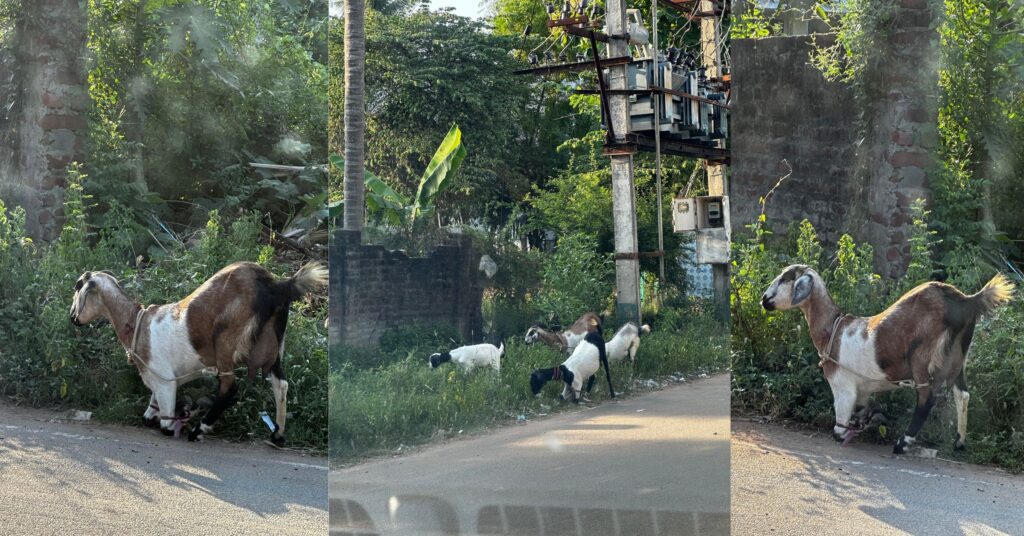 The Goat Life